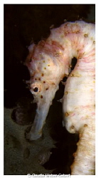 Ivory seahorse - Macro-Close up by Claudia Weber-Gebert 